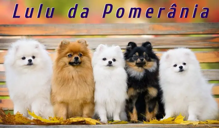 cinco lulus da pomerânia sentados juntos em um banco de madeira.