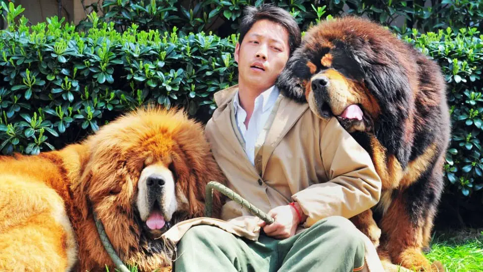 um homem sentado e ao seu lado dois cachorros da raça mastim tibetano.