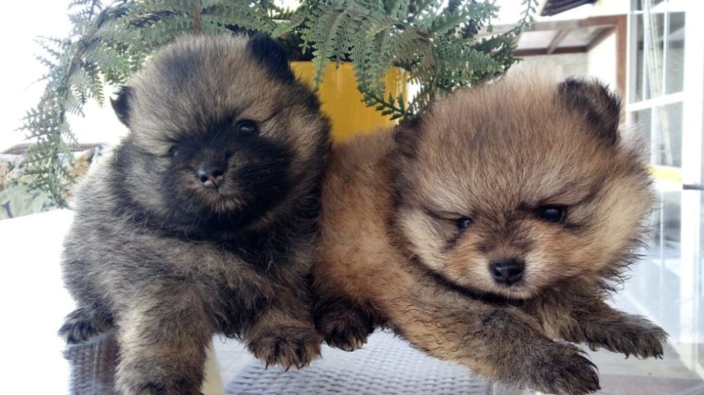 dois filhotes de lulu da pomerânia juntos.
