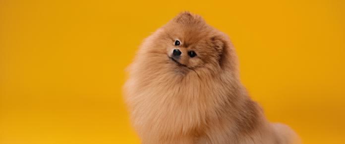 um lulu da pomerânia sentado.