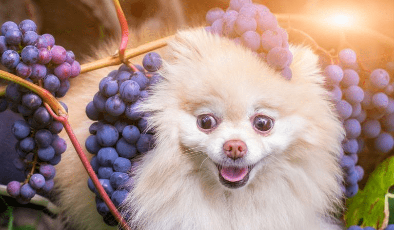 um lulu da pomerânia com vários cachos de uvas em sua volta.
