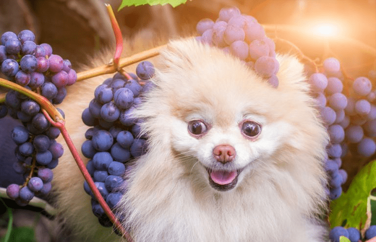 um lulu da pomerânia com vários cachos de uvas ao seu corpo.