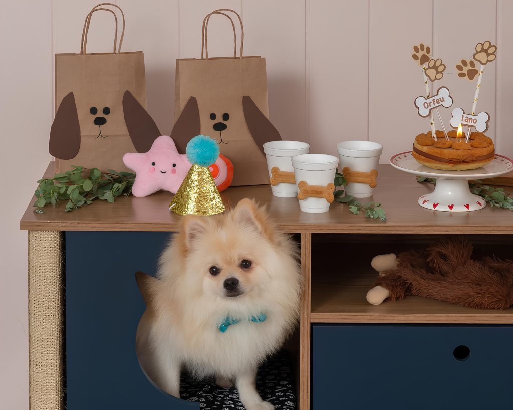 um lulu da pomerânia comemorando com um festa de aniversário.