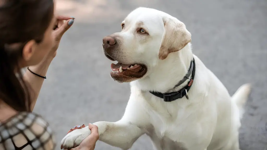 um cachorro surdo recebendo treinamento e recompensa com petisco.