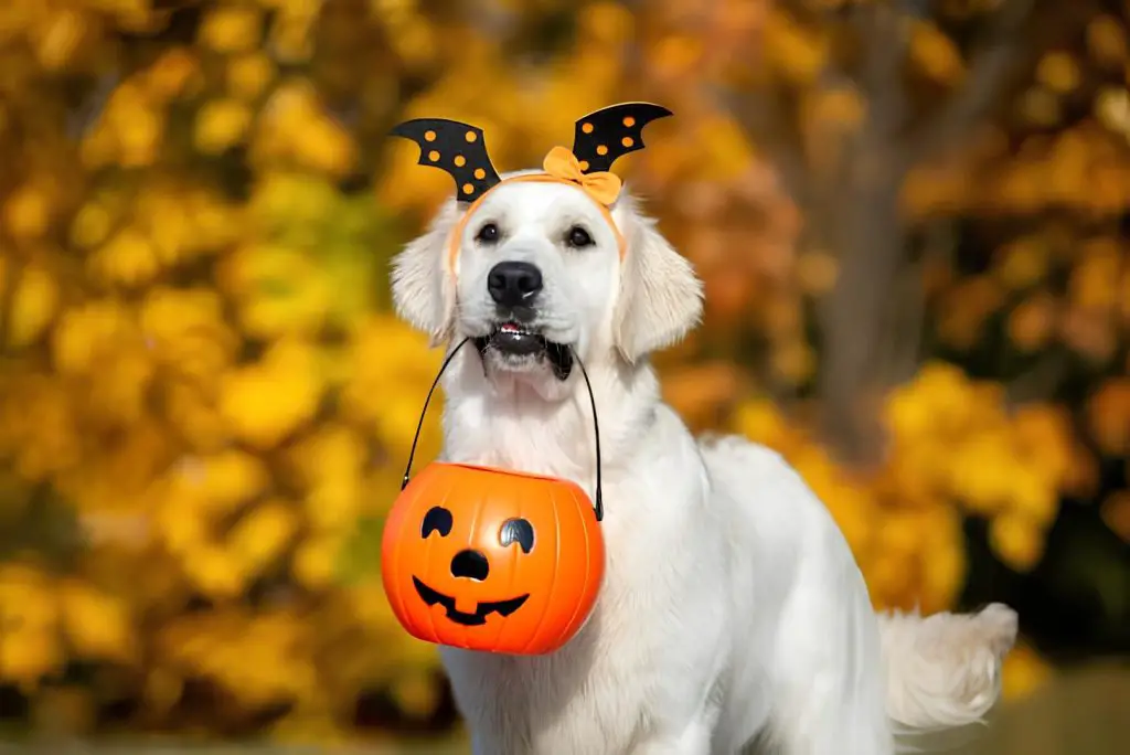 um cachorro com uma cestinha de halloween na boca e um arco.