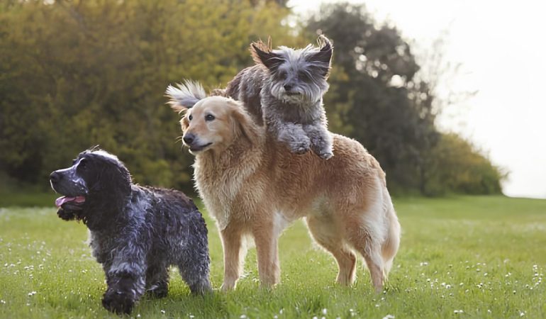 três cachorros brincando em um gramado.