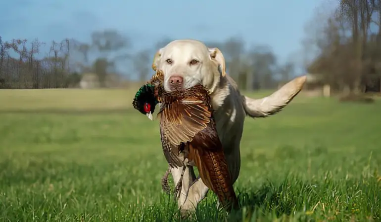 um cachorro caçando em um gramado.