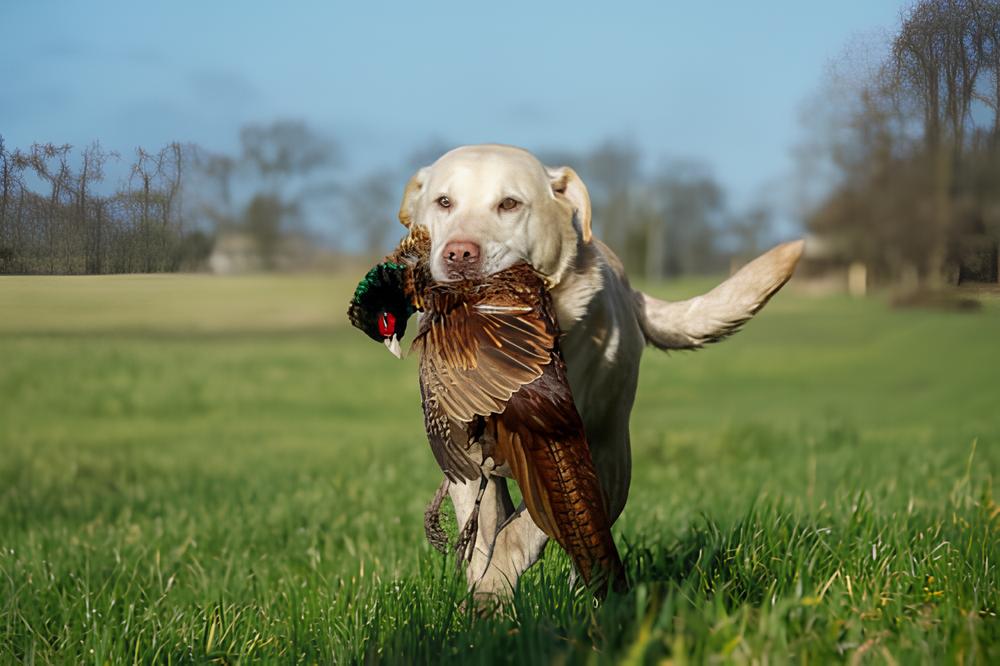 um cachorro com instinto de caça com um pássaro na boca.