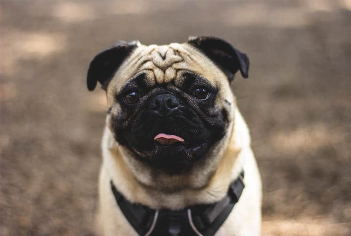 um cachorro da raça pug com problemas de focinho curto