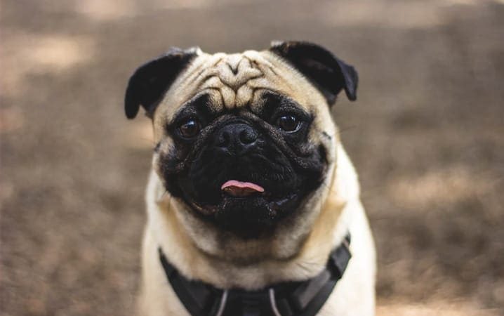 um cachorro da raça Pug com focinho curto.