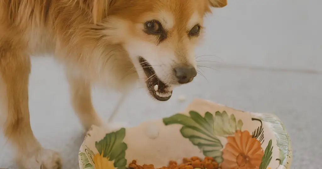 um cachorro agressivo por causa da sua comida.
