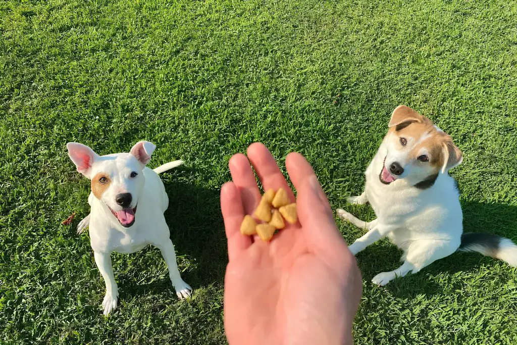 uma pessoa dando petiscos para dois cachorros que estão sentados em um gramado.