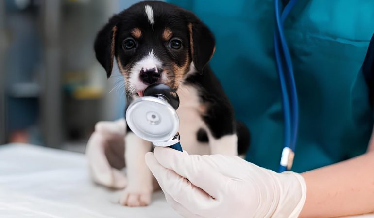 um cachorro filhote fazendo Check-up Preventivo em um consultório veterinário.