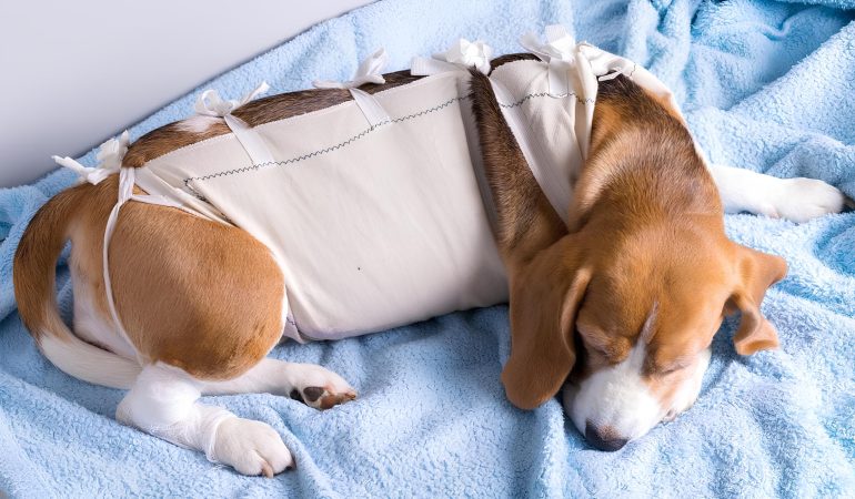 um cachorro deitado descansando após passar por uma cirurgia.