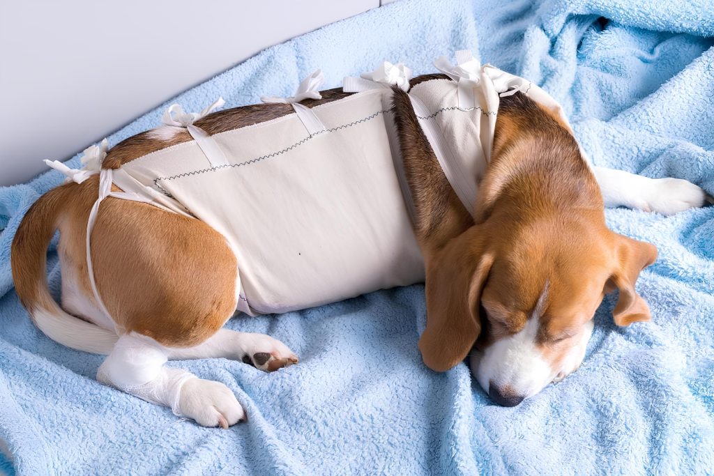 um cachorro deitado descansando após passar por uma cirurgia.