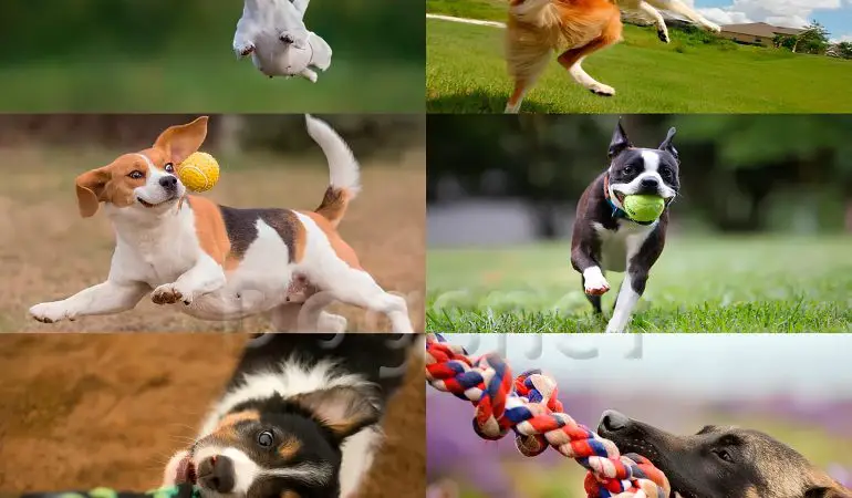 vários cachorros de raças e tamanhos diferentes com brinquedos para pets.