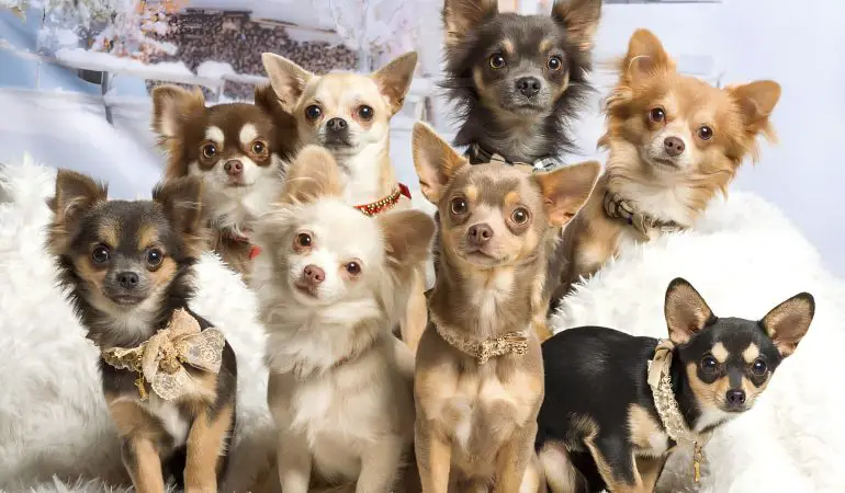 cachorros da raça Chihuahua de vários tamanhos e cores de pelagens