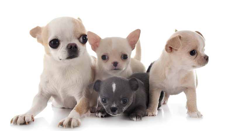 filhotes de cachorro da raça Chihuaua juntos.