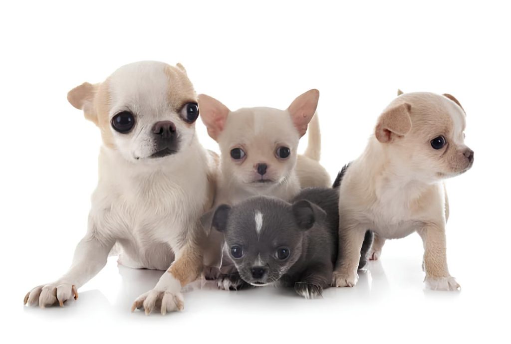 filhotes de cachorros da raça Chihuahua.