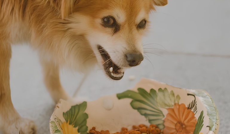 um cachorro agressivo com sua comida.