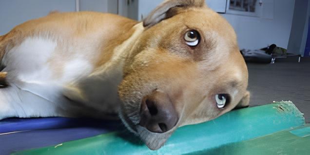 um cachorro deitado.