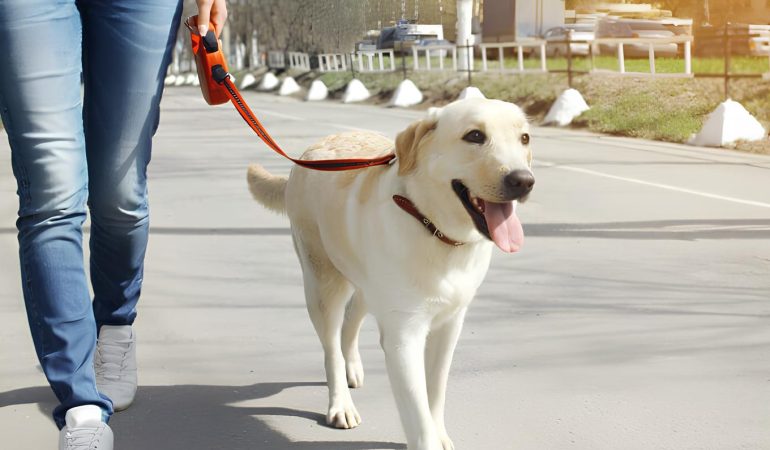 um cachorro caminhando com sua tutora em um parque