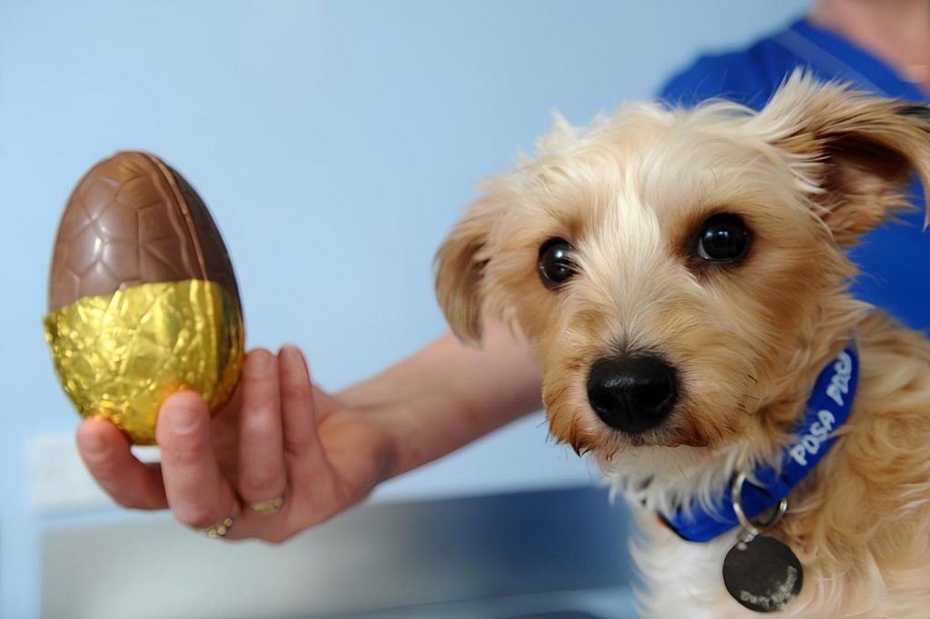 um cachorro com sua tutora segurando um ovo de páscoa para cães.