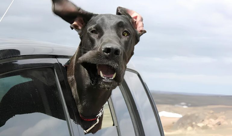 um cachorro dentro de um carro tomando um ar