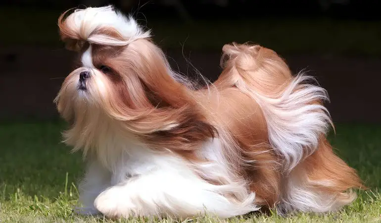 um cachorro com pelagem longa passeando em um gramado.