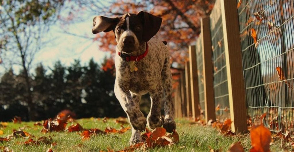 um cachorro fugindo de um quintal.