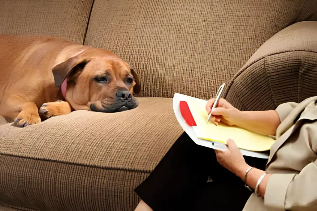 um cachorro deitado em um sofá e ao seu lado em uma cadeira uma psicóloga.