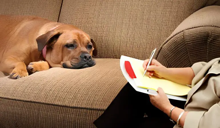 um cachorro deitado em um sofá e ao seu lado sentada em uma cadeira uma psicóloga.
