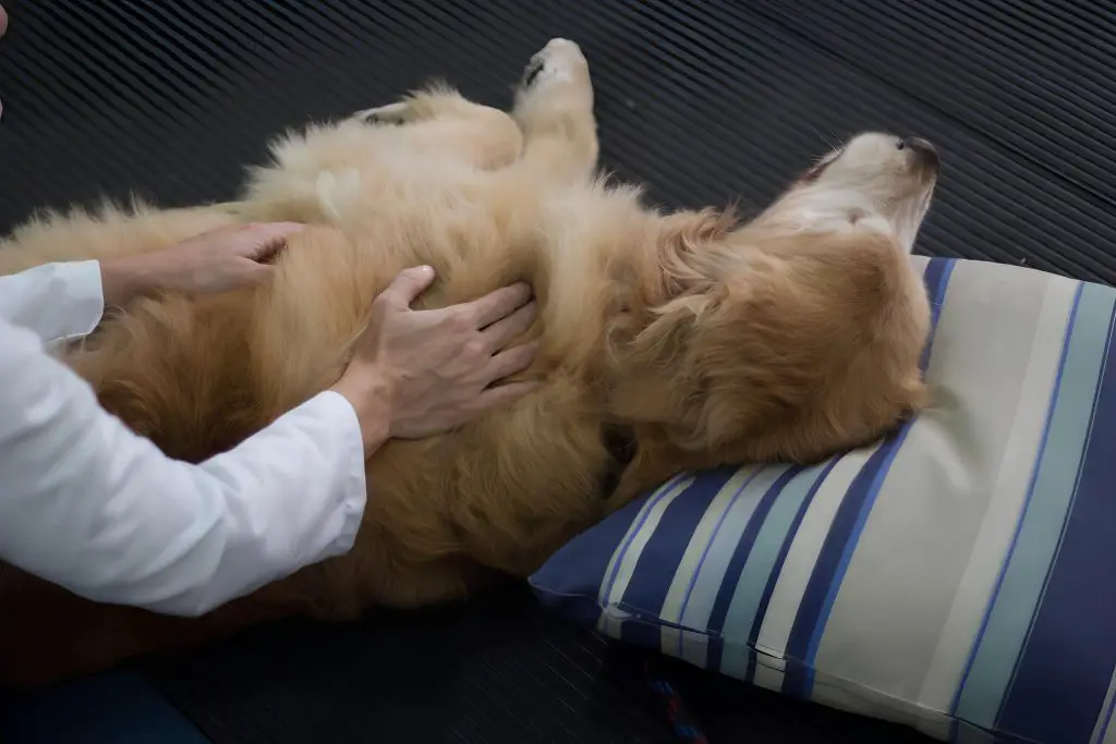 um cachorro deitado no chão recebendo uma massagem canina.