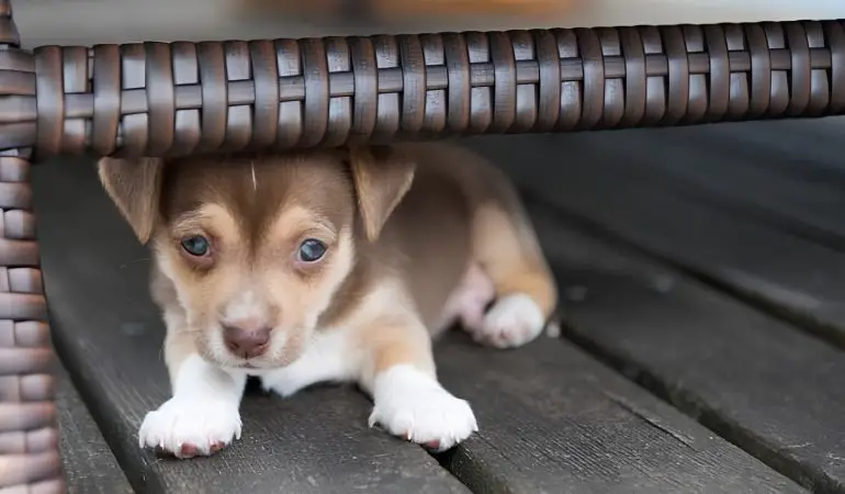 um cachorro filhote com medo de visitas.