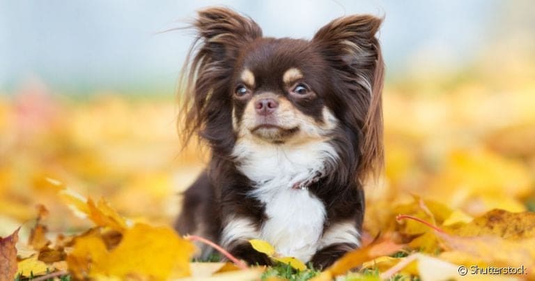 um cachorro da raça Chihuahua Chocolate de Pelo Longo deitado em folhas no outono.