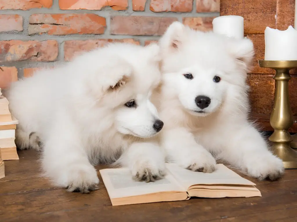 dois cachorros deitados juntos com um livro.