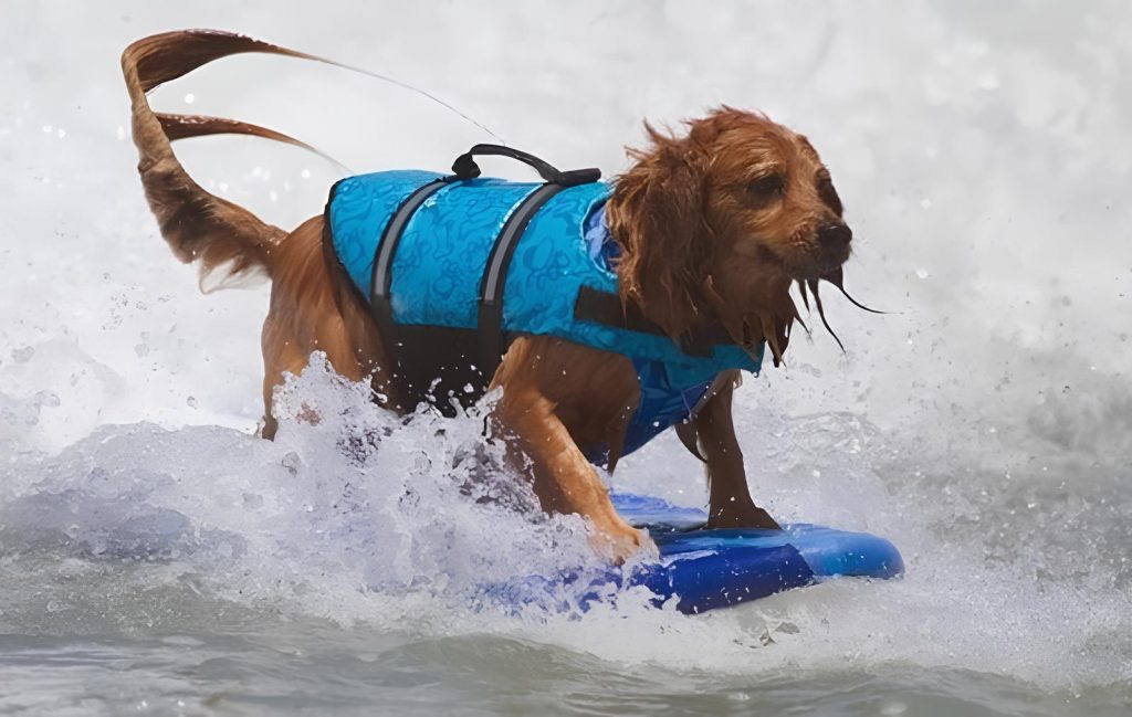 um cachorro surfando em uma praia.