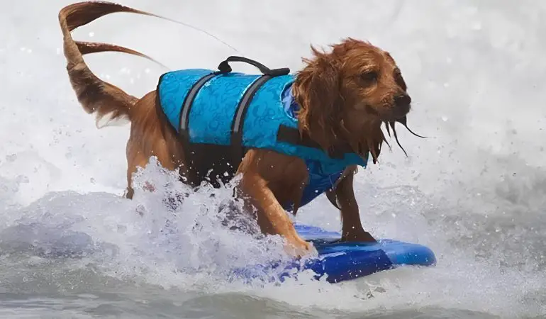 um cachorro surfando,