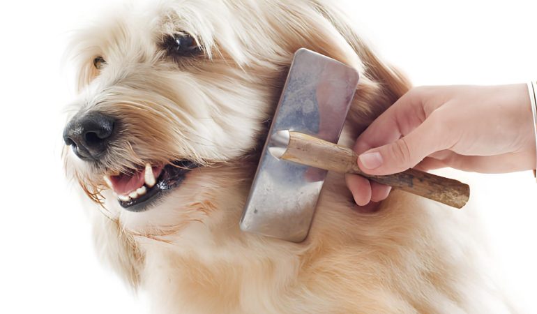 uma pessoa escovando os pelos de um cachorro.