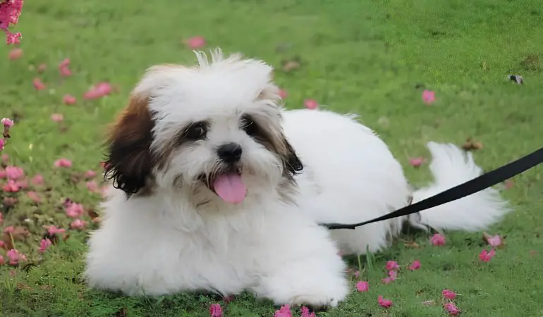 um cachorro deitado em um gramado descansando