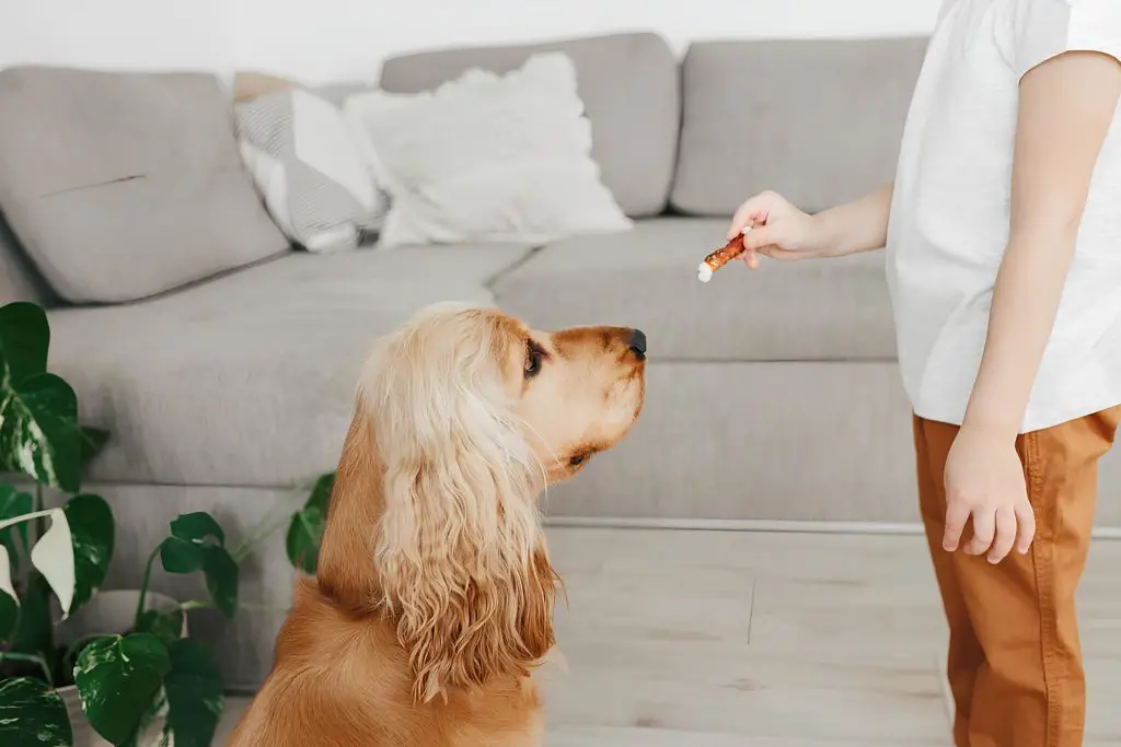 um cachorro sentado esperando para comer um petisco.