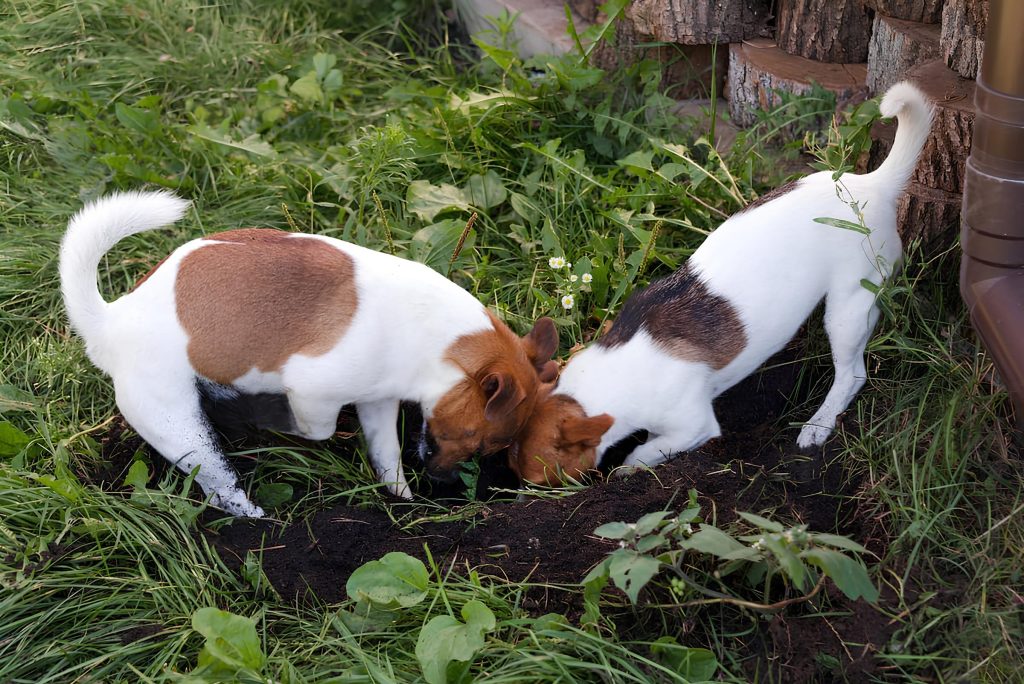 dois cachorros cavando um buraco na terra.