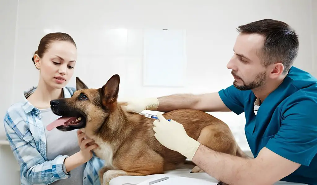 um cachorro junto com sua tutora sendo examinado por um veterinário.