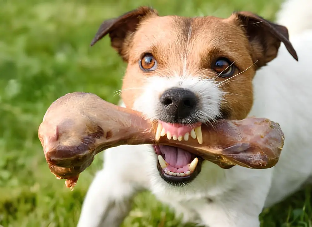 um cachorro segurando na boca um osso grande.