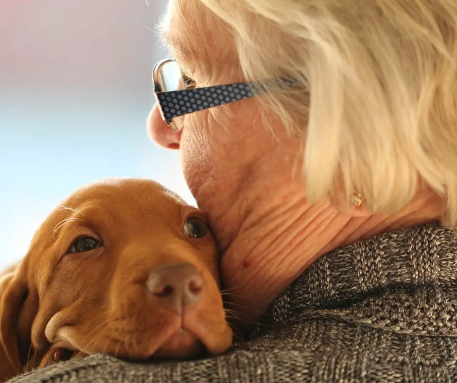 Cães com idosos e seus benefícios.