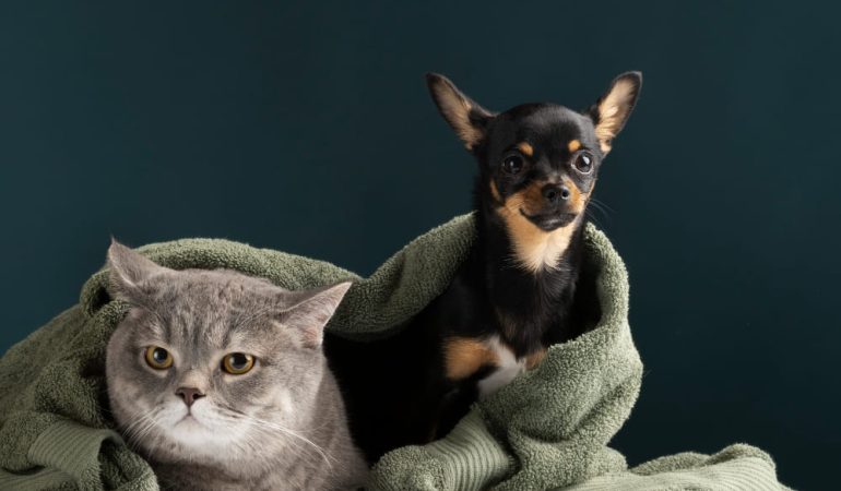 um cachorro e um gato juntos enrolados em uma toalha de banho.