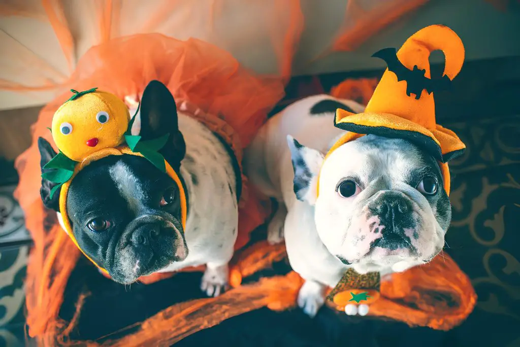 dois cães com fantasias de halloween.