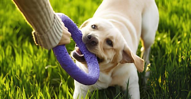 um cachorro em um gramado brincando com seu tutor com um brinquedo pet.
