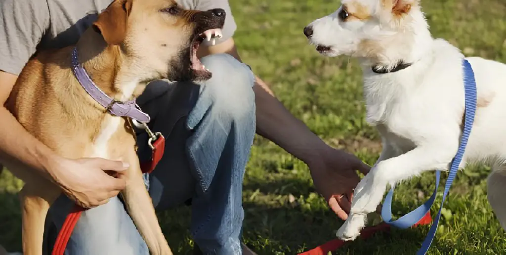 dois cachorros brigando por causa de ciúmes um do outro.
