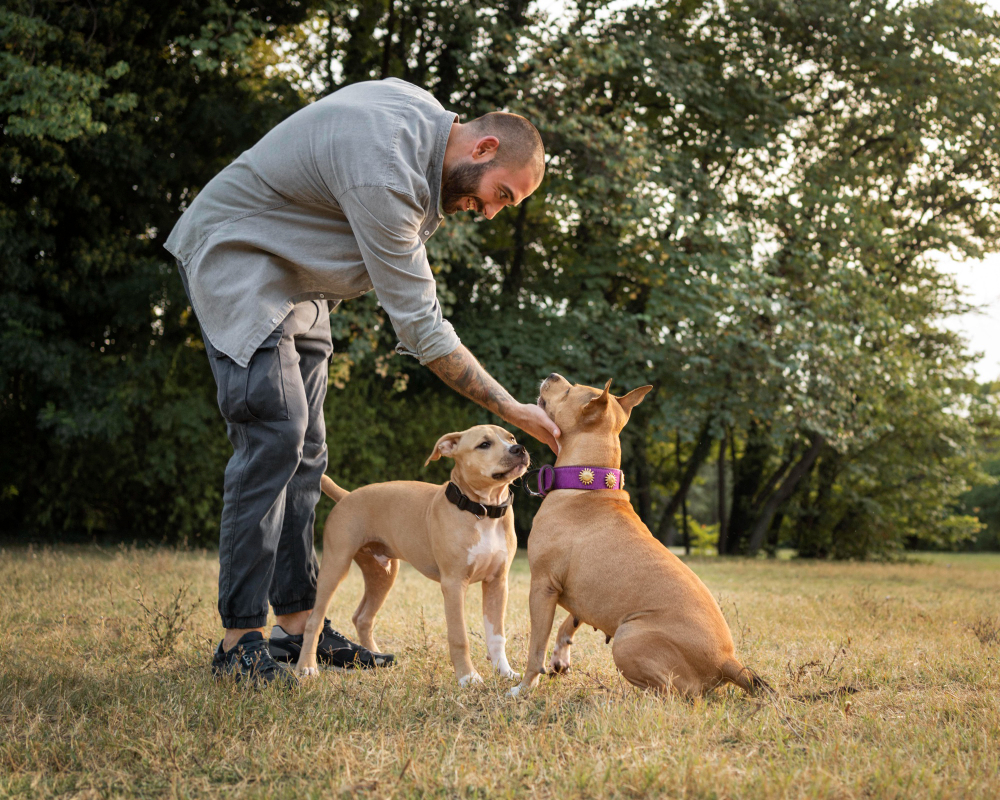 um adestrador com dois cães.